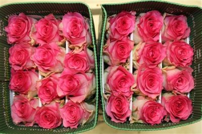 Rosa Gr Ec Malibu