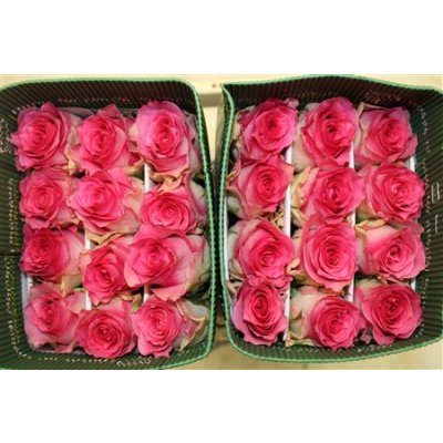 Rosa Gr Ec Malibu