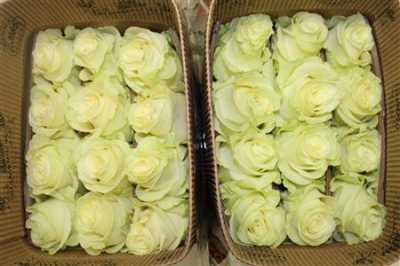 Rosa Gr Ec Mondial
