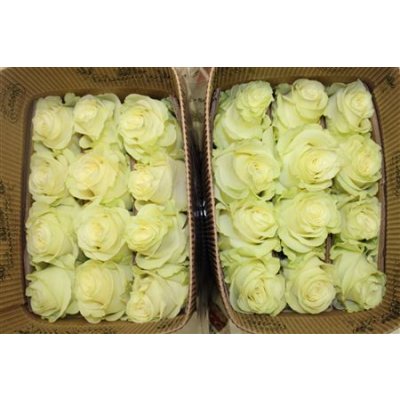 Rosa Gr Ec Mondial
