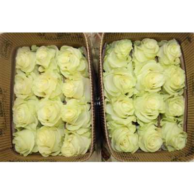 Rosa Gr Ec Mondial