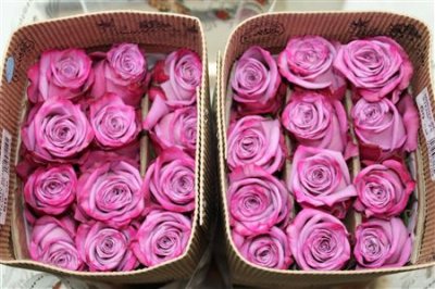 Rosa Gr Ec Moody Blues