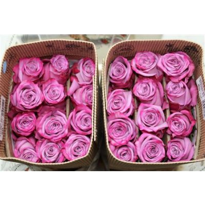 Rosa Gr Ec Moody Blues
