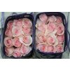 Rosa Gr Ec Novia