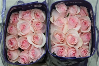 Rosa Gr Ec Novia