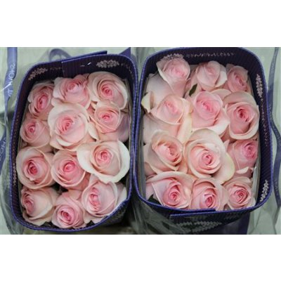 Rosa Gr Ec Novia