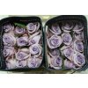 Rosa Gr Ec Ocean Song