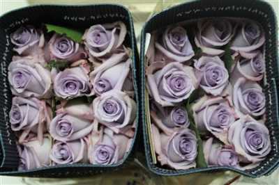 Rosa Gr Ec Ocean Song