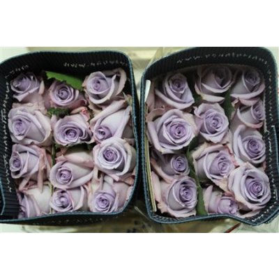 Rosa Gr Ec Ocean Song