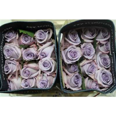 Rosa Gr Ec Ocean Song