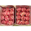 Rosa Gr Ec Paloma