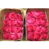 Rosa Gr Ec Pink Floyd