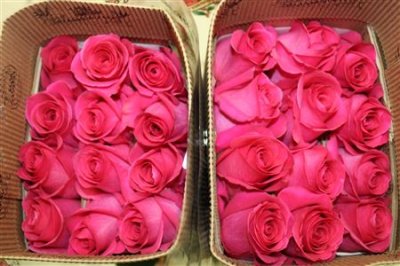 Rosa Gr Ec Pink Floyd