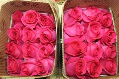Rosa Gr Ec Pink Floyd