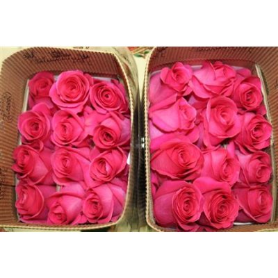Rosa Gr Ec Pink Floyd