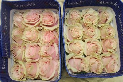 Rosa Gr Ec Pink Mondial