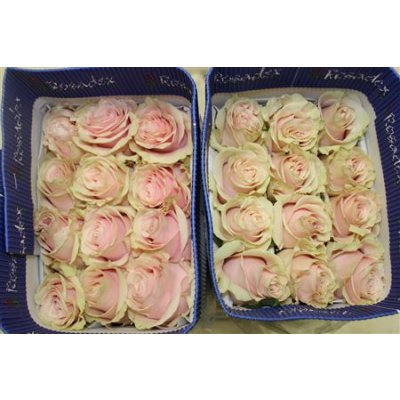 Rosa Gr Ec Pink Mondial