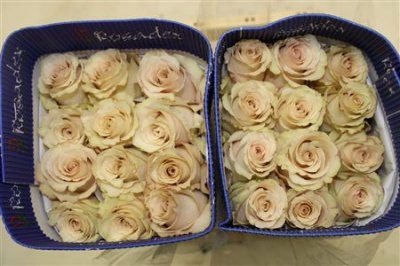 Rosa Gr Ec Quicksand