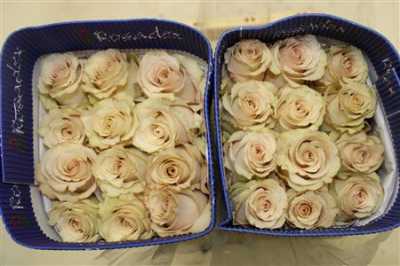 Rosa Gr Ec Quicksand