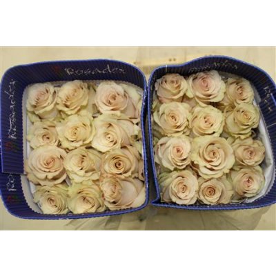 Rosa Gr Ec Quicksand