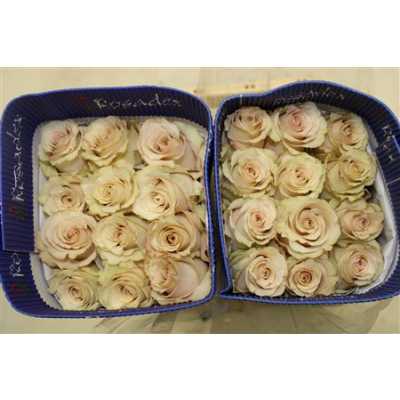 Rosa Gr Ec Quicksand