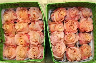 Rosa Gr Ec Shimmer