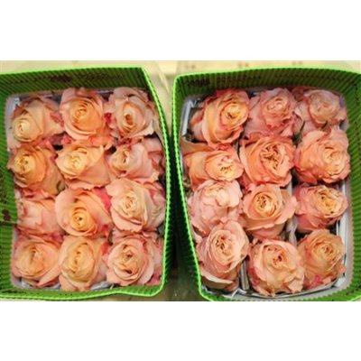 Rosa Gr Ec Shimmer
