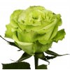 Rosa Gr Ec Supergreen