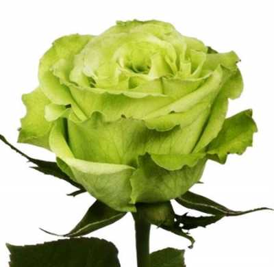 Rosa Gr Ec Supergreen