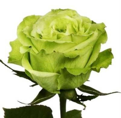 Rosa Gr Ec Supergreen