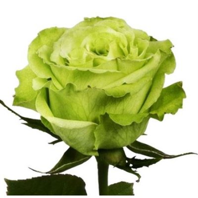 Rosa Gr Ec Supergreen
