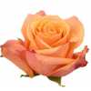 Rosa Gr Ec Taxo