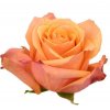 Rosa Gr Ec Taxo