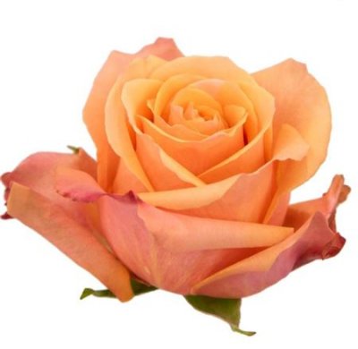 Rosa Gr Ec Taxo