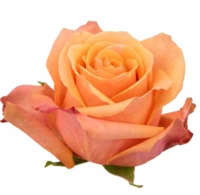 Rosa Gr Ec Taxo