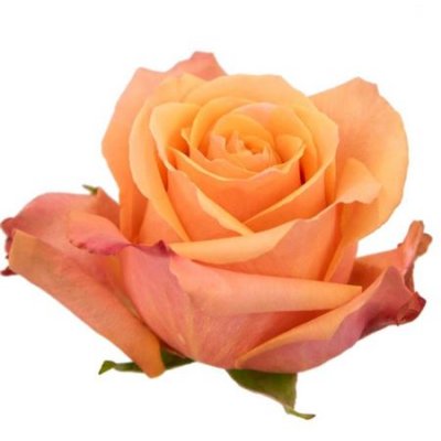 Rosa Gr Ec Taxo