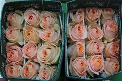 Rosa Gr Ec Tiffany