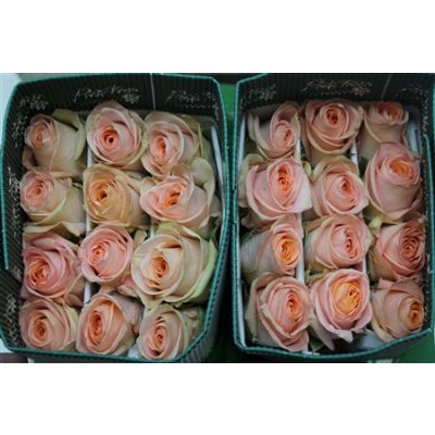Rosa Gr Ec Tiffany