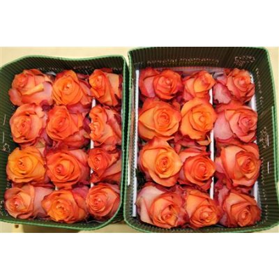 Rosa Gr Ec Twilight