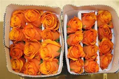 Rosa Gr Ec Tycoon