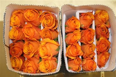 Rosa Gr Ec Tycoon