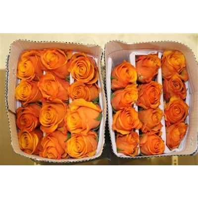 Rosa Gr Ec Tycoon