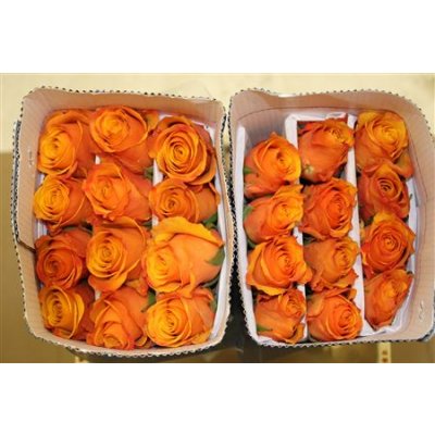 Rosa Gr Ec Tycoon