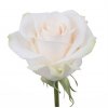 Rosa Gr Ec Vendela