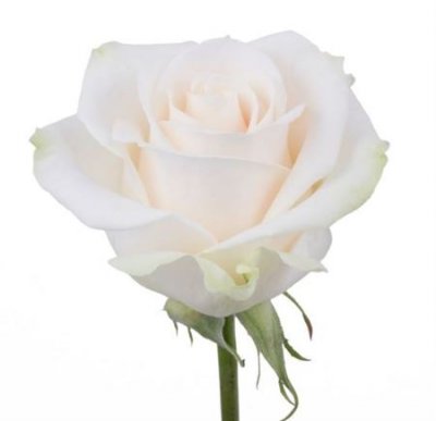 Rosa Gr Ec Vendela