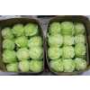 Rosa Gr Ec Wasabi