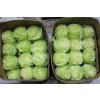 Rosa Gr Ec Wasabi