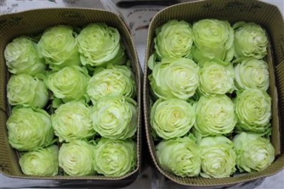 Rosa Gr Ec Wasabi