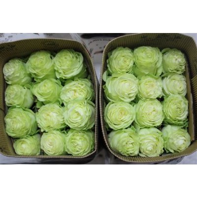 Rosa Gr Ec Wasabi