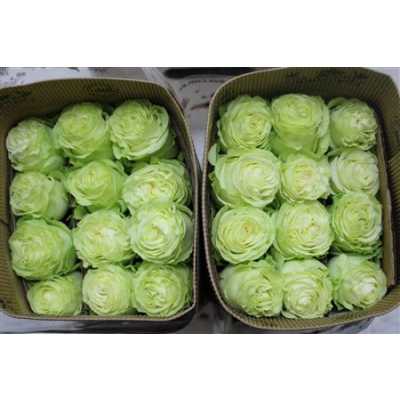 Rosa Gr Ec Wasabi